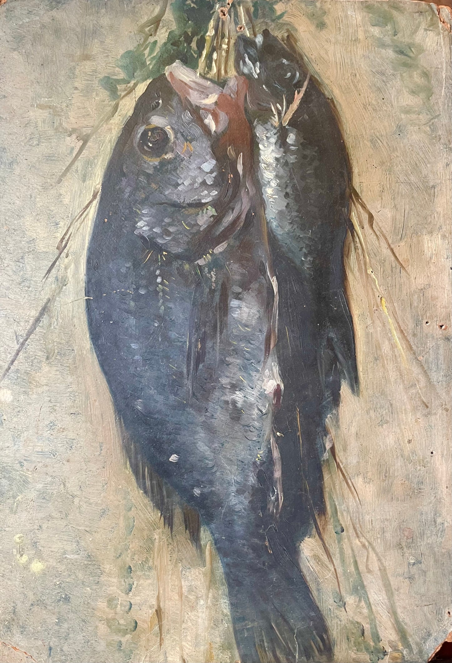 Sketch of freshly caught fish hanging from a string
Oil on cardboard, 34 x 47 cm