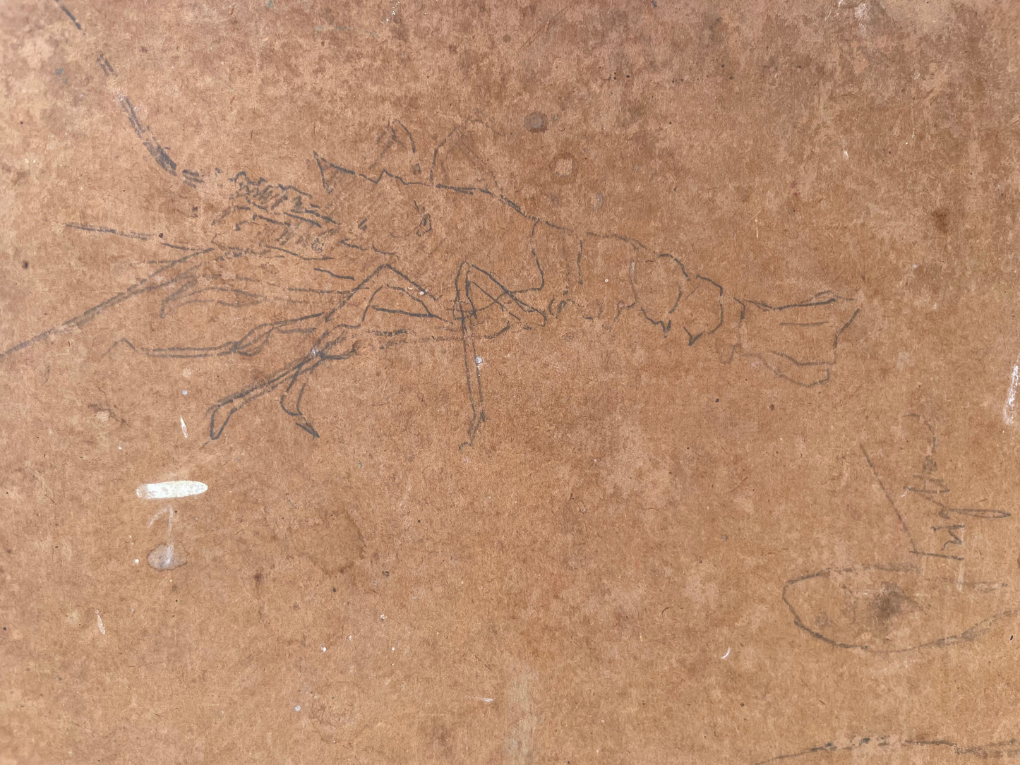 Sketch of freshly caught fish hanging from a string
Oil on cardboard, 34 x 47 cm