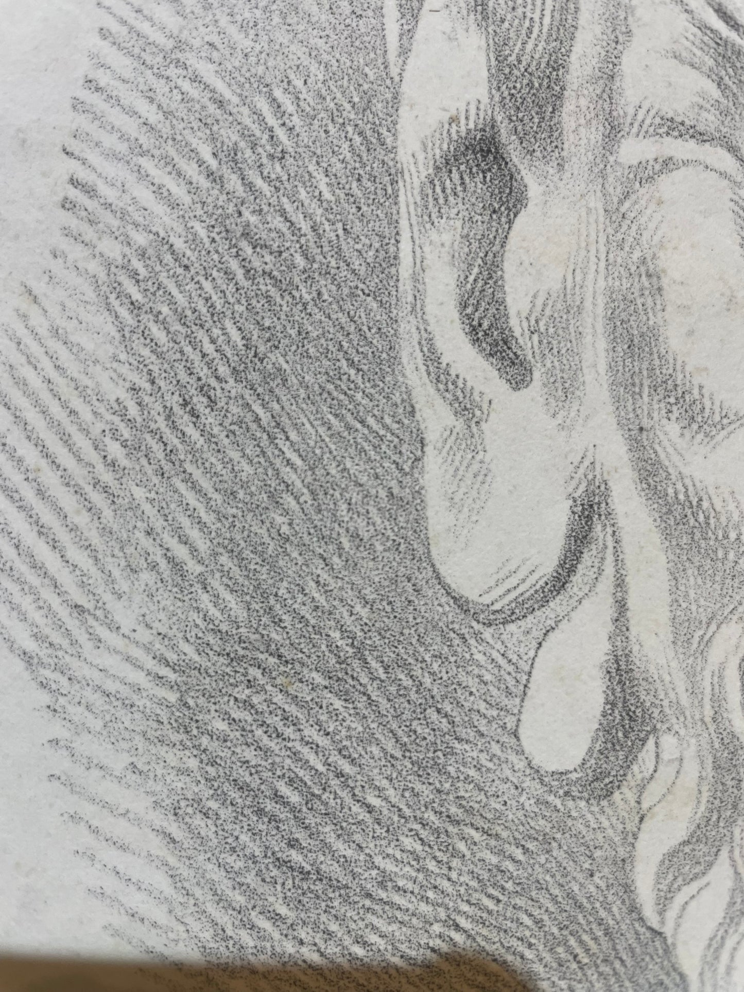 Satyr Mask, Academic Study after an Antique Model and Michelangelo’s Lost Work, 49 × 32.5 cm