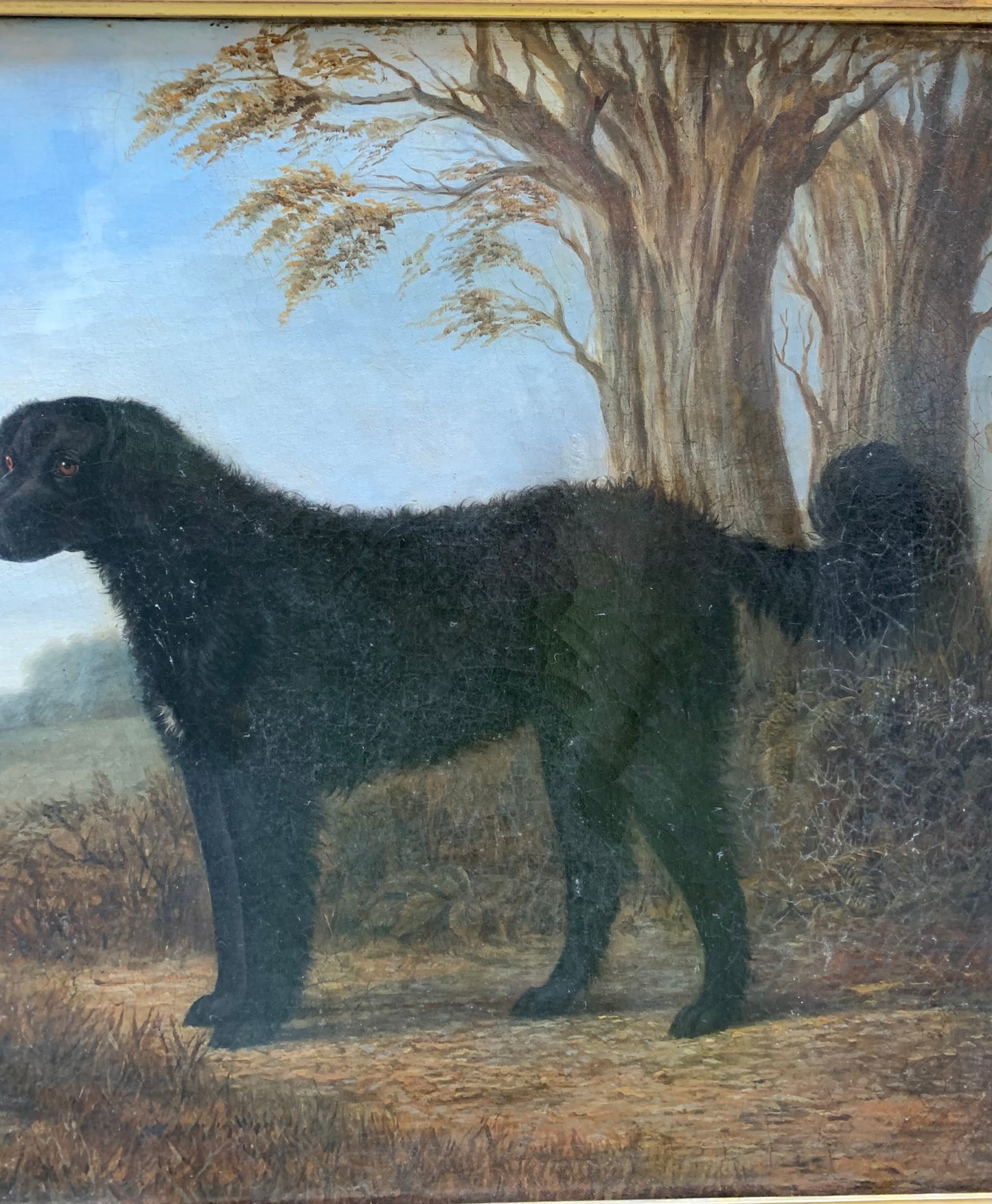 Portrait of the Long-Haired Black Labrador, 19th Century, English School