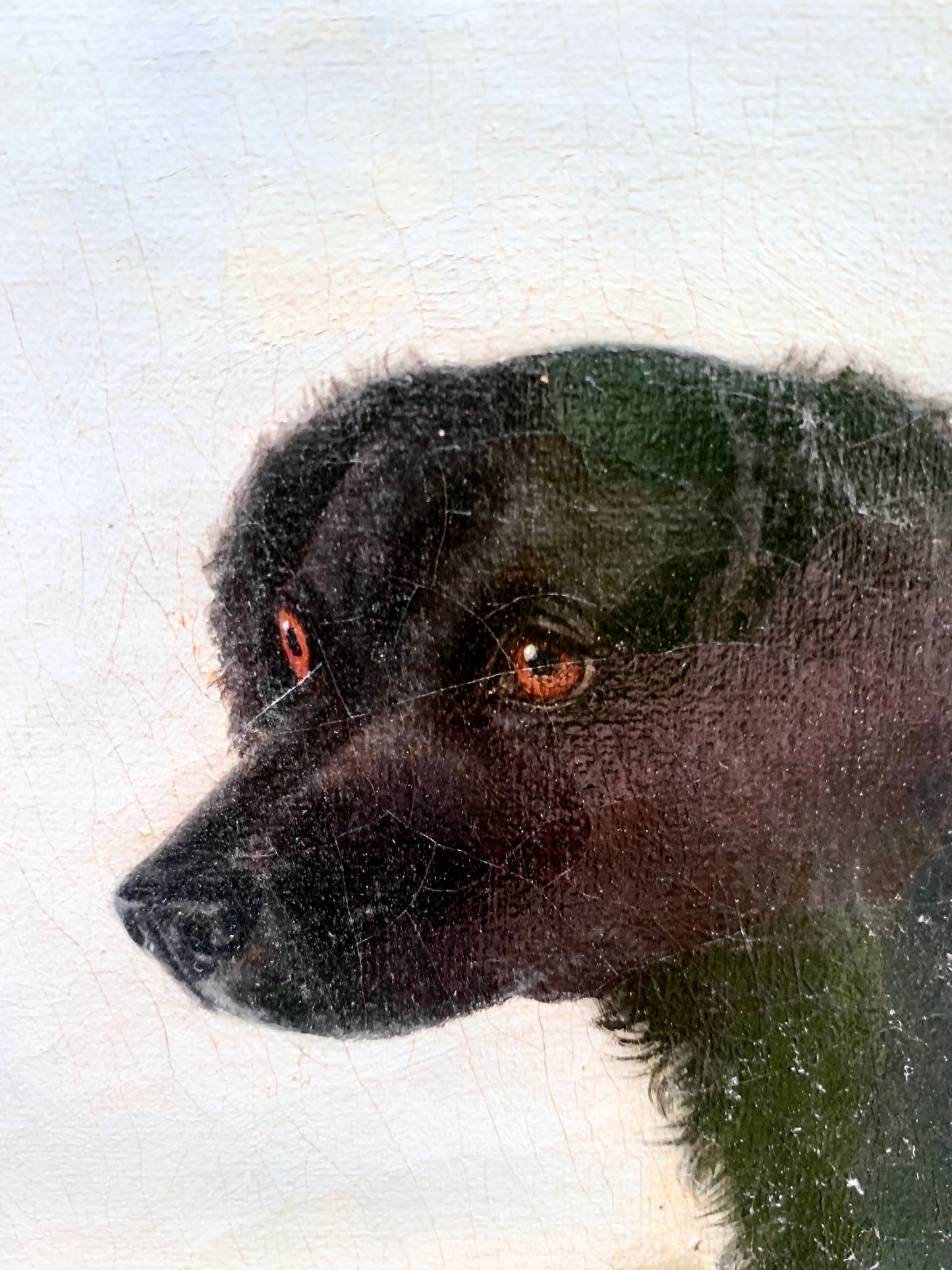 Portrait of the Long-Haired Black Labrador, 19th Century, English School