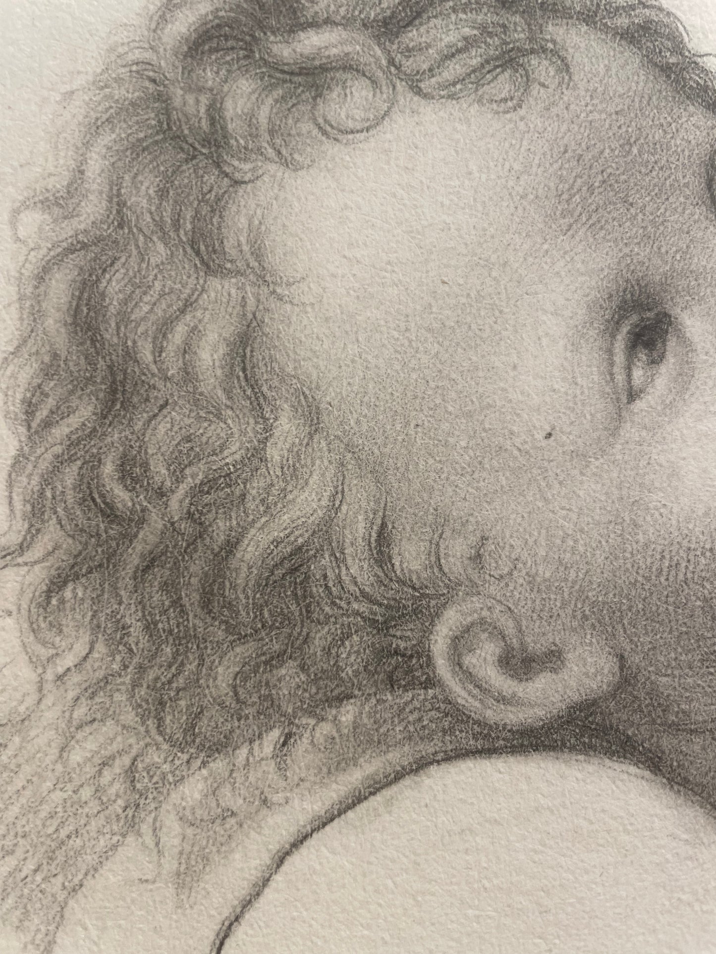 La testa di un angioletto, studio accademico. 
Scuola fiorentina, fine XVIII – inizio XIX secolo.