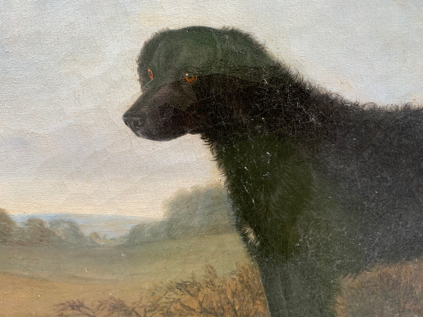 Portrait of the Long-Haired Black Labrador, 19th Century, English School