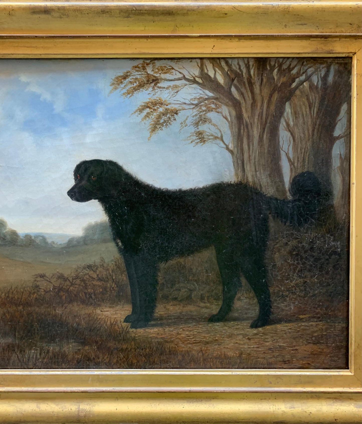 Portrait of the Long-Haired Black Labrador, 19th Century, English School