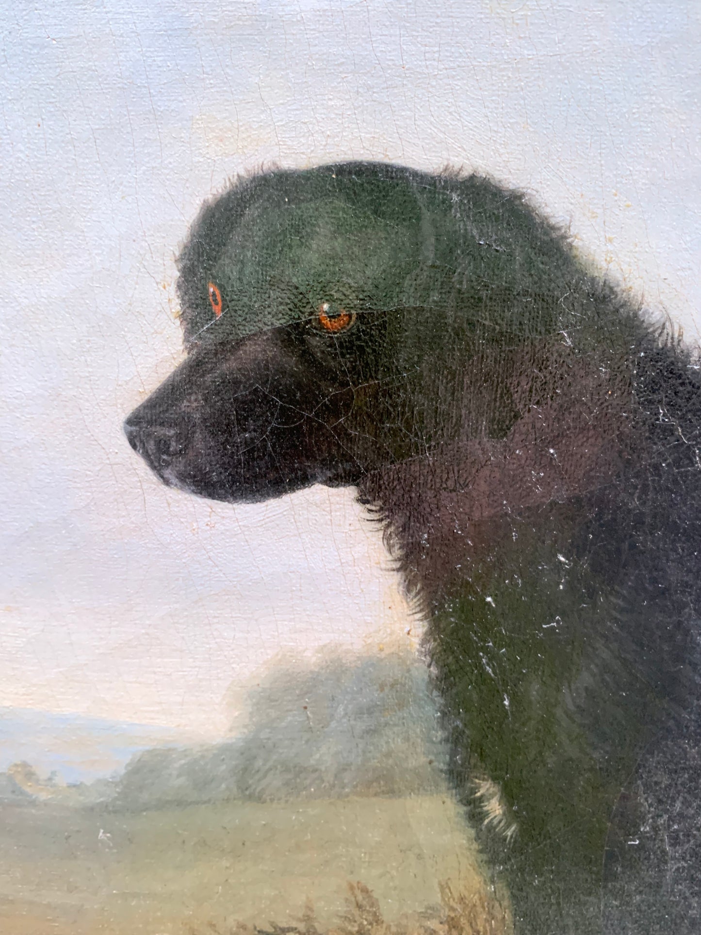 Portrait of the Long-Haired Black Labrador, 19th Century, English School