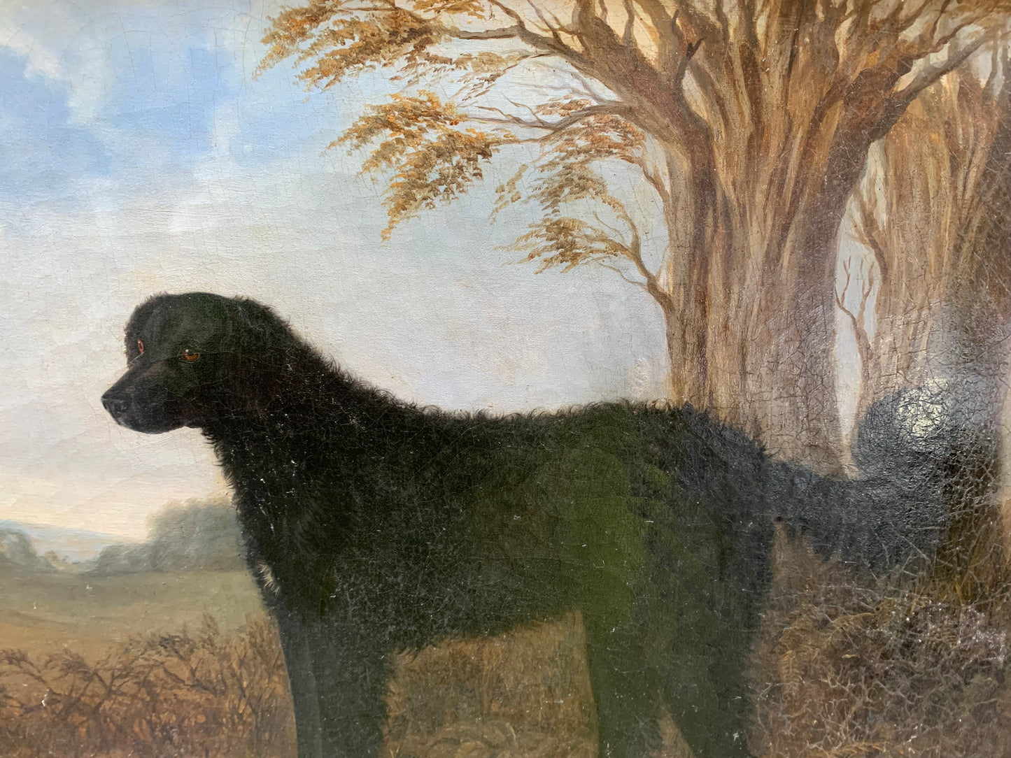 Portrait of the Long-Haired Black Labrador, 19th Century, English School