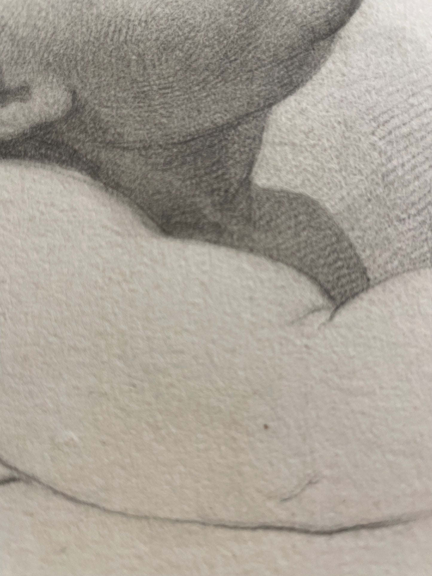 La testa di un angioletto, studio accademico. 
Scuola fiorentina, fine XVIII – inizio XIX secolo.