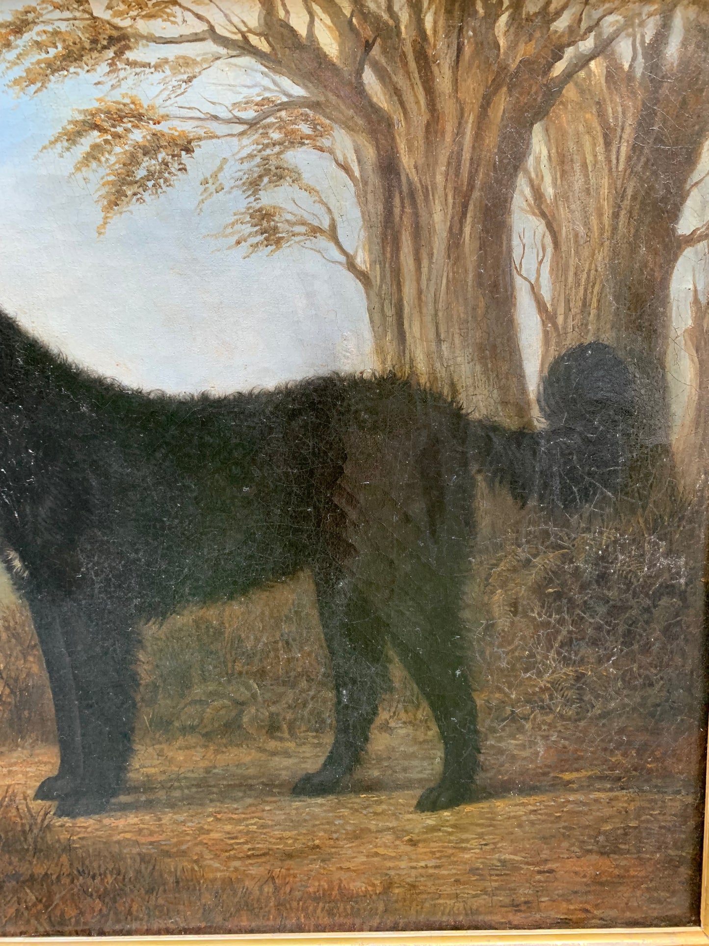 Portrait of the Long-Haired Black Labrador, 19th Century, English School