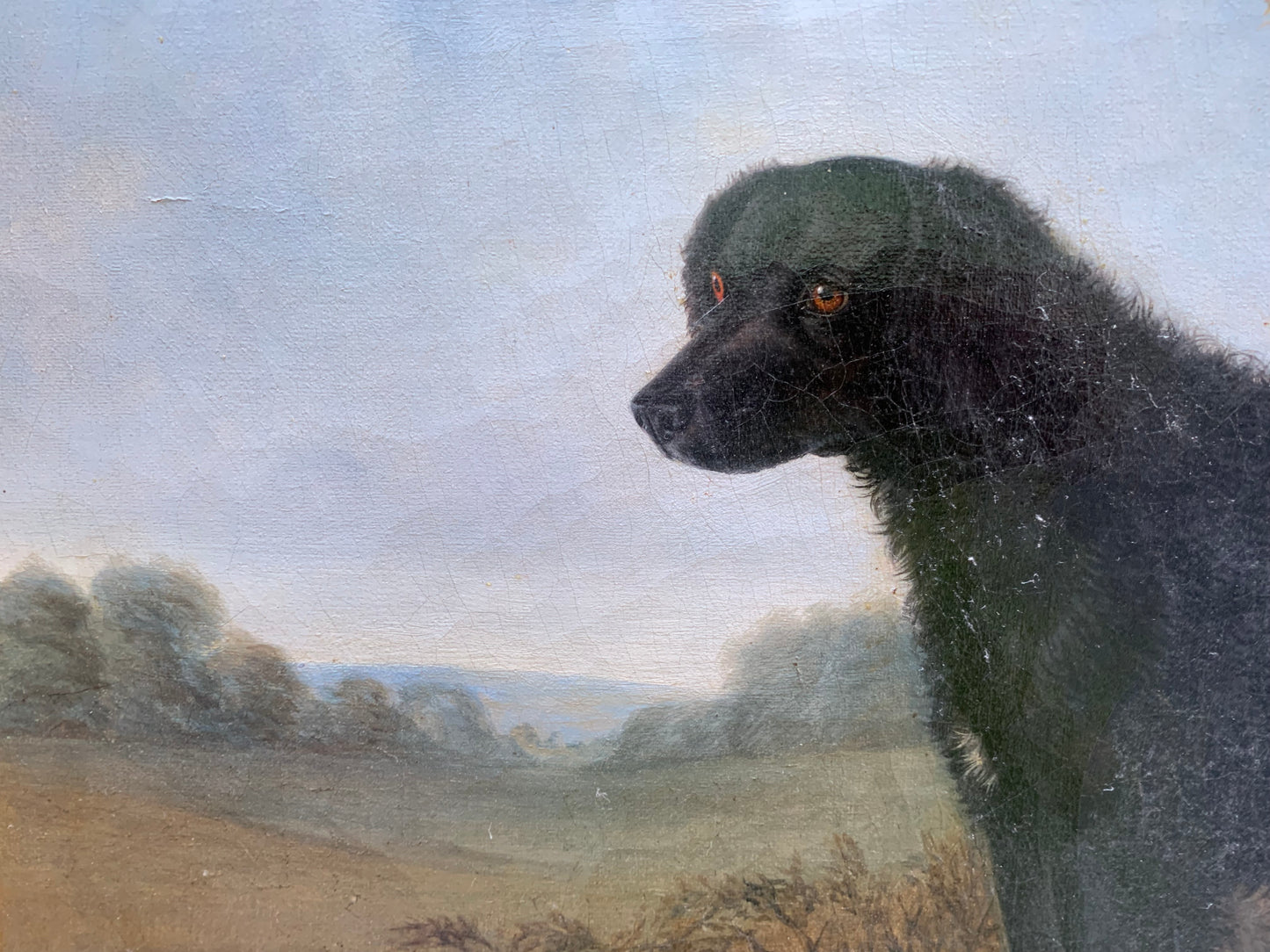 Portrait of the Long-Haired Black Labrador, 19th Century, English School