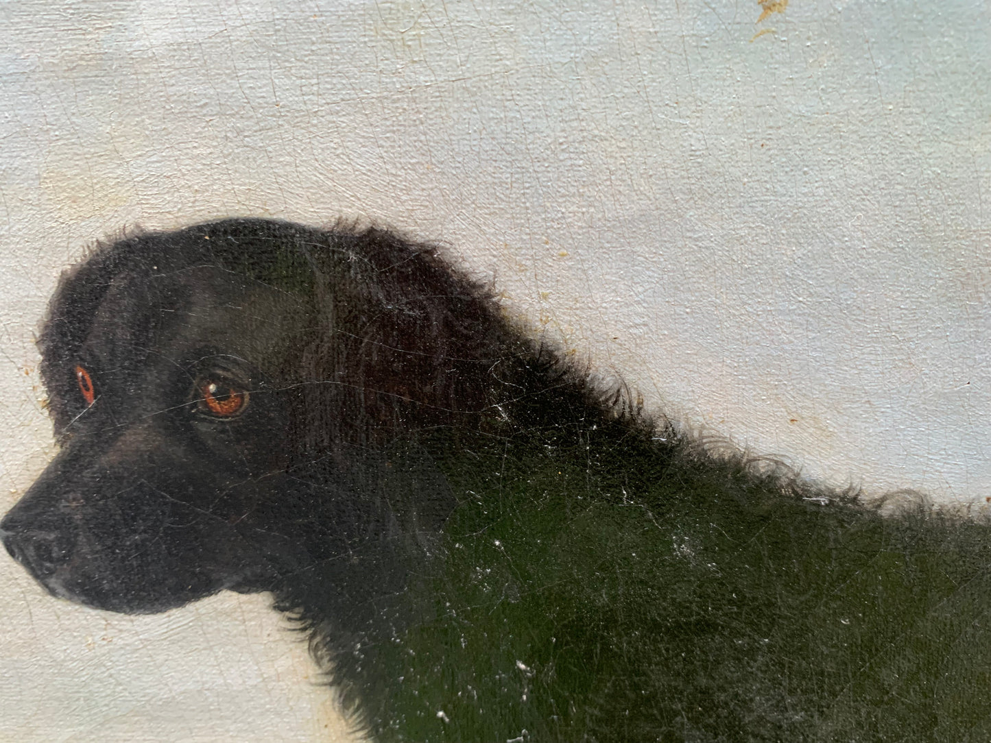 Portrait of the Long-Haired Black Labrador, 19th Century, English School