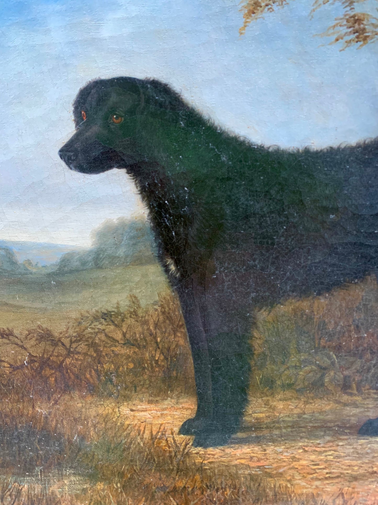 Portrait of the Long-Haired Black Labrador, 19th Century, English School