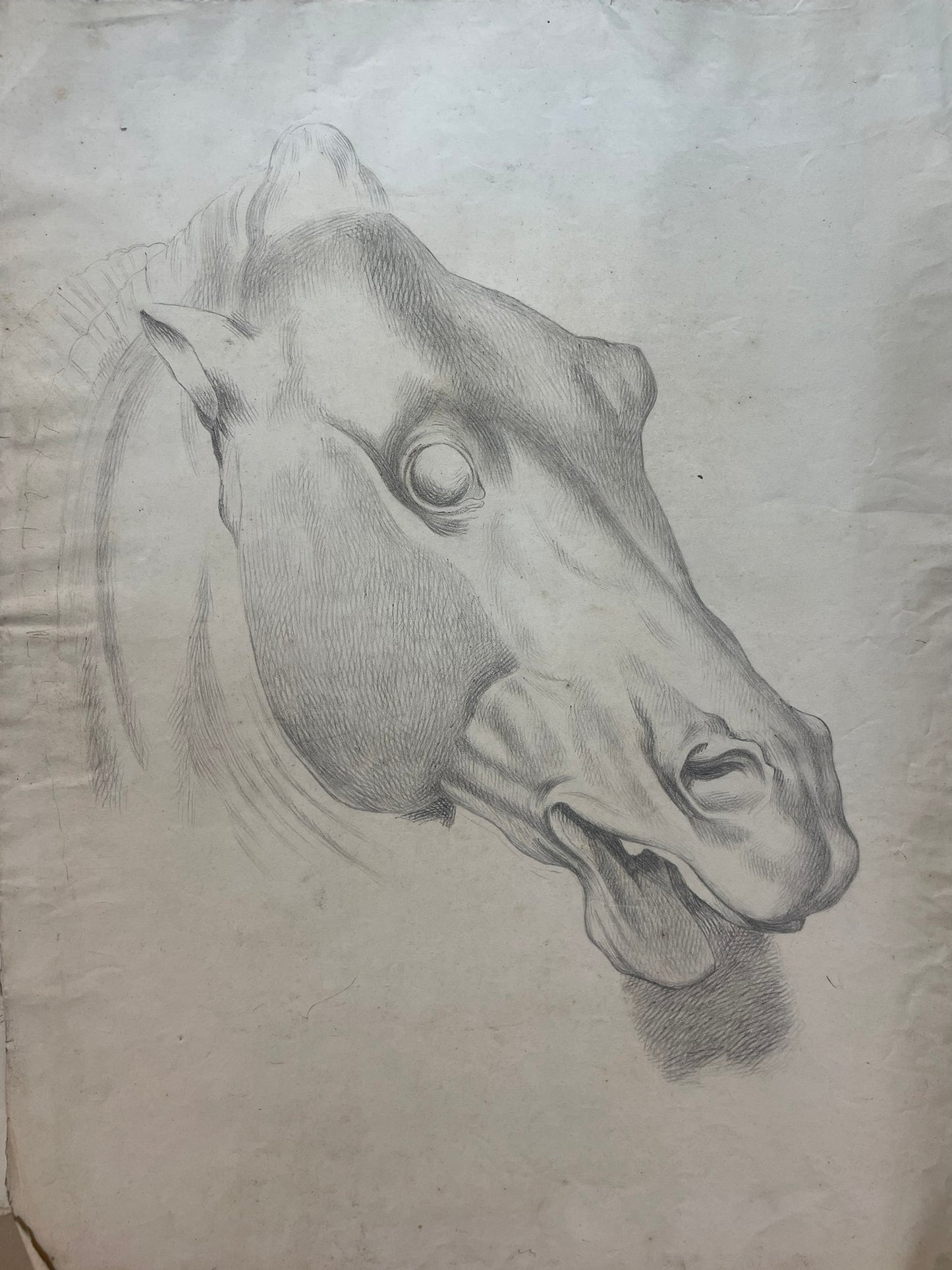 Academic Study of a Horse’s Head, 59 × 43 cm