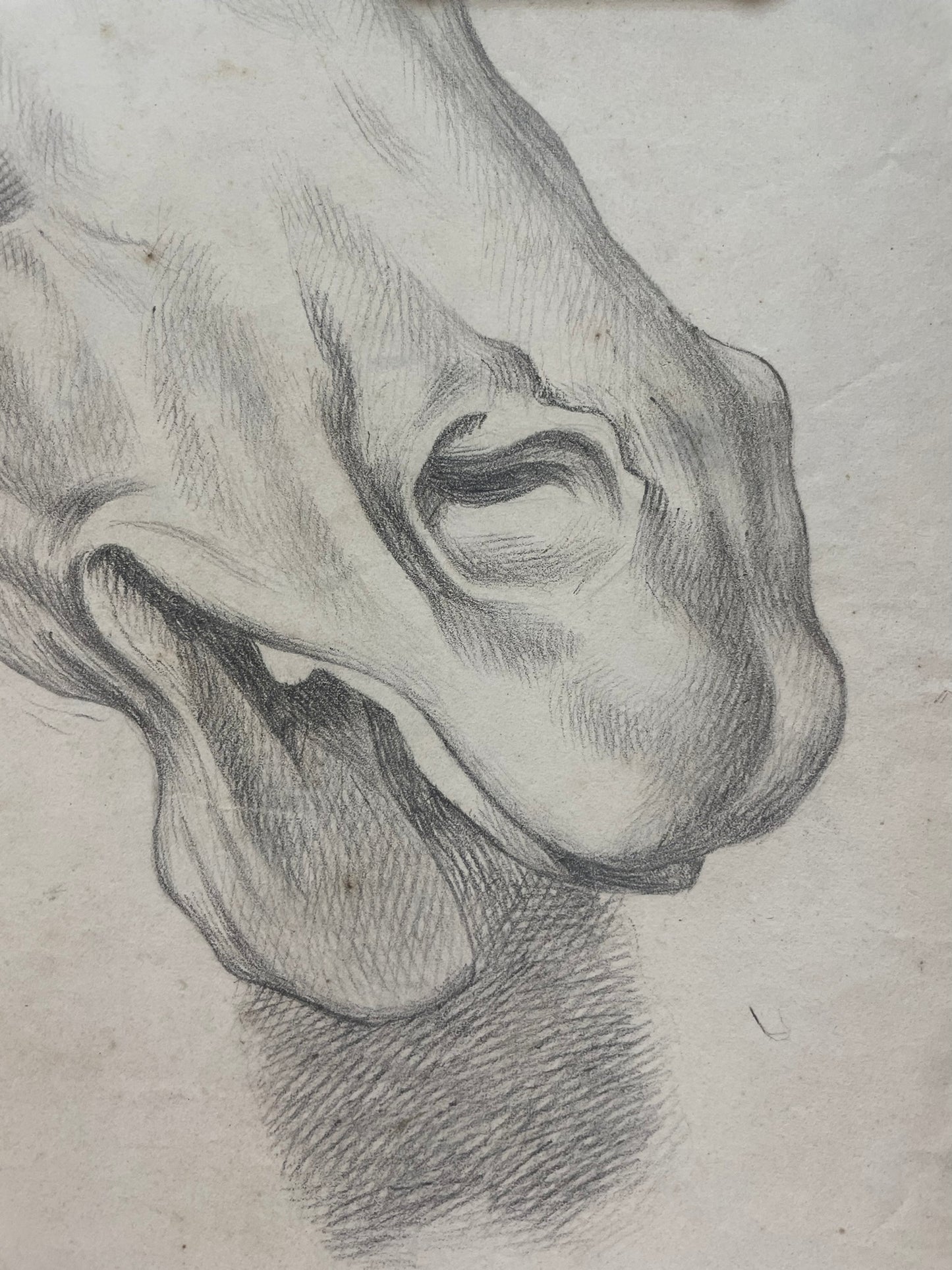 Academic Study of a Horse’s Head, 59 × 43 cm