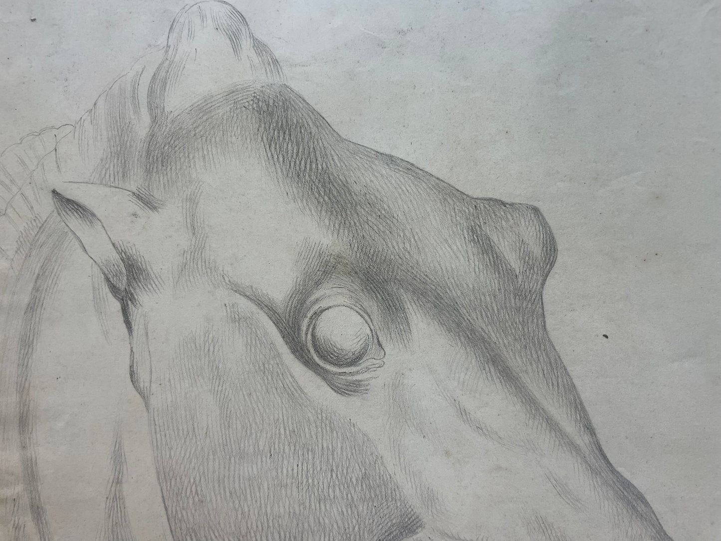 Academic Study of a Horse’s Head, 59 × 43 cm