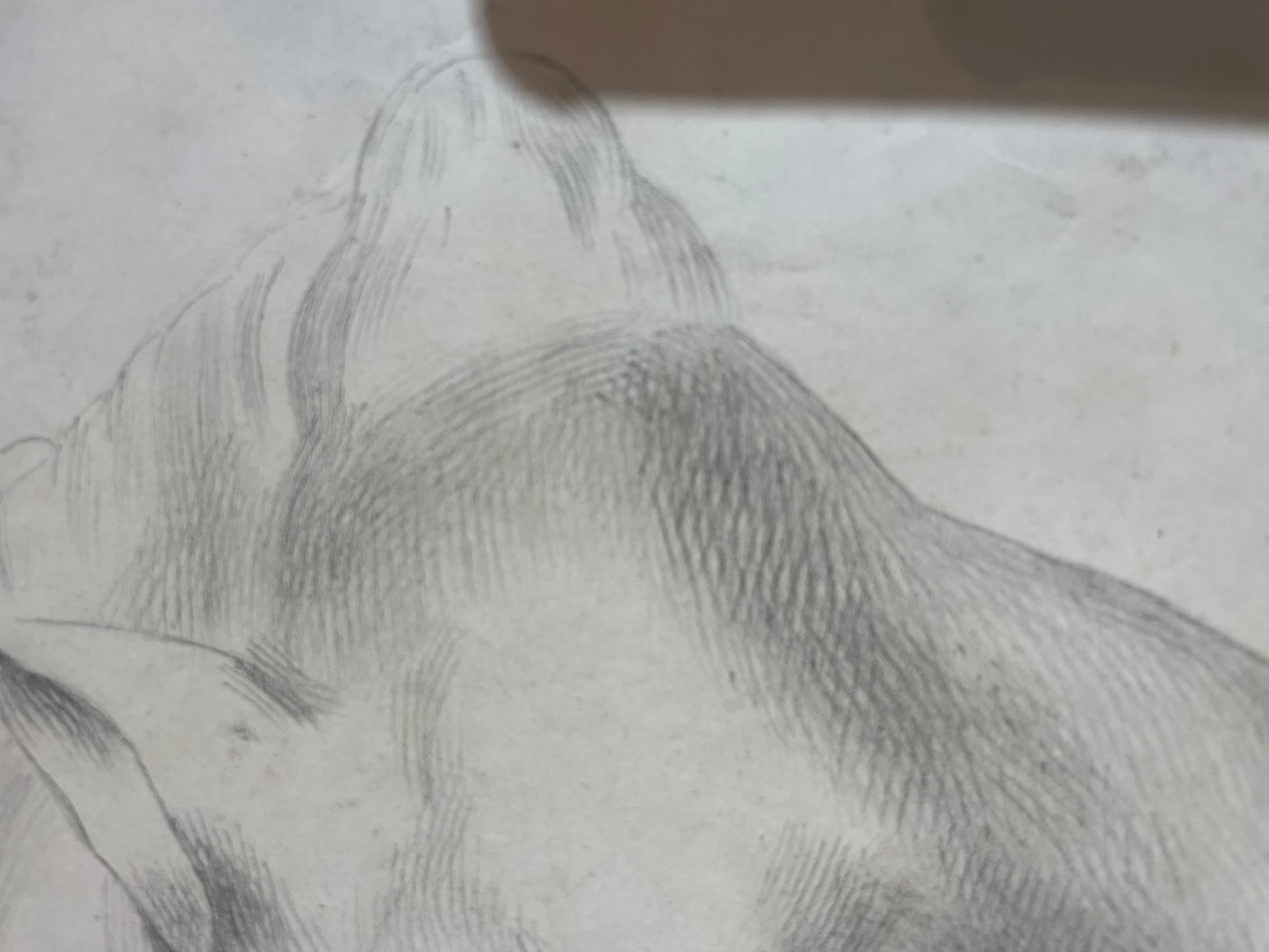 Academic Study of a Horse’s Head, 59 × 43 cm