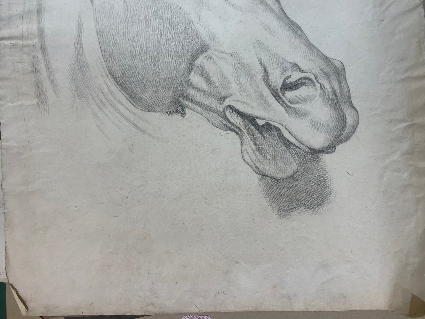 Academic Study of a Horse’s Head, 59 × 43 cm